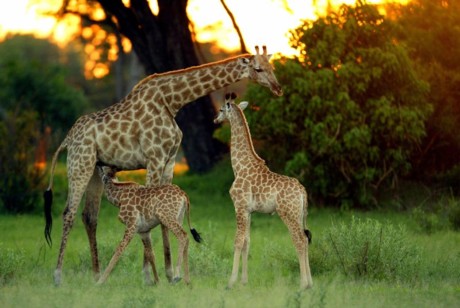 http://endangerededen.files.wordpress.com/2009/09/young-african-wildlife-safari-2-young-giraffe-w-michael-poliza-b.jpg