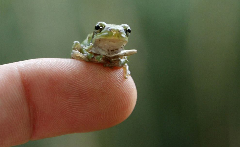 A young European tree frog