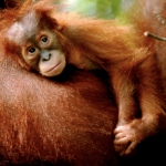 http://endangerededen.files.wordpress.com/2010/07/rimba-orangutan-ecolodge_sekonyer-river_kumal_c-kalimantan_indo-7.jpg?w=150&h=150