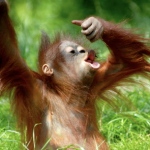http://endangerededen.files.wordpress.com/2010/07/rimba-orangutan-ecolodge_sekonyer-river_kumal_c-kalimantan_indo-8.jpg?w=150&h=150