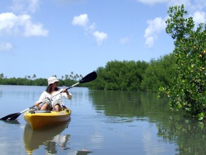 mangrove-kayaks2_www.viequesadventures.com